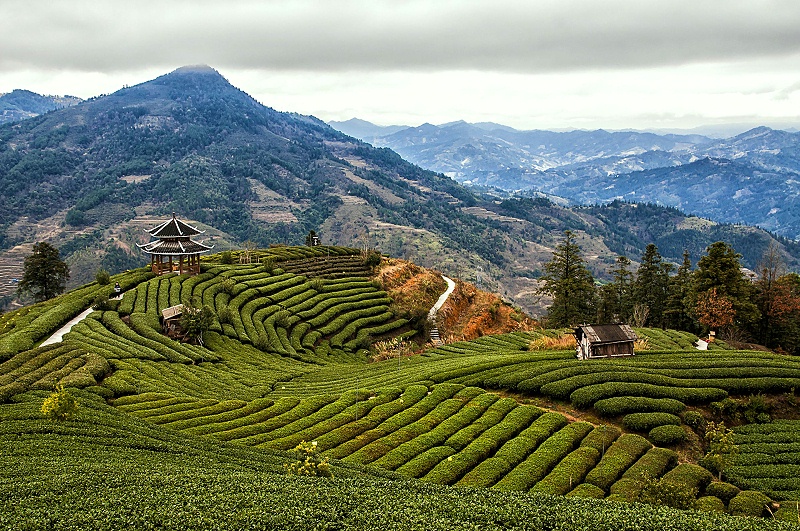 茶園智能監控解決方案